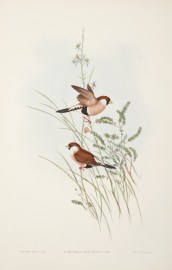 Poephila leucotis. White-eared Grass Finch. [Masked Finch]