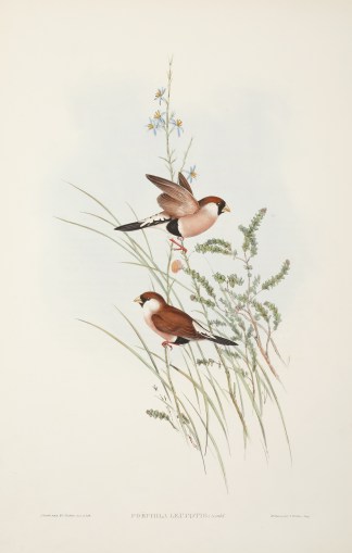 Poephila leucotis. White-eared Grass Fin… Australian