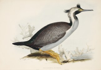 Phalacrocorax punctatus. Spotted Cormora… Australian