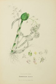 Dendrobium Aemulum [ Ironbark Orchid or White Feather Orchid ]