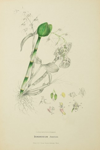 Dendrobium Aemulum [ Ironbark Orchid or … Australian - Fitzgerald Orchids