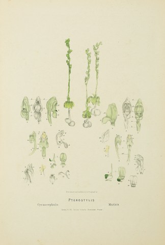 Pterostylis Cycnocephala [Swan greenhood… Australian - Fitzgerald Orchids