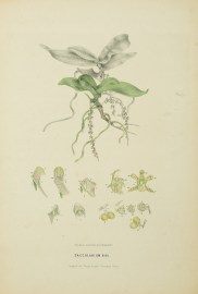 Saccolabium Hillii [Now Peristeranthus hillii] [Beetle Orchid]