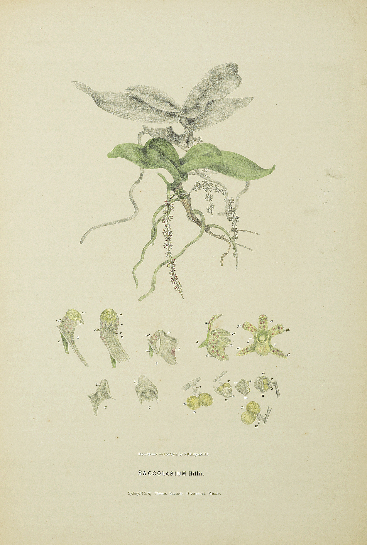 Saccolabium Hillii [Now Peristeranthus hillii] [Beetle Orchid] - Antique Print from 1876