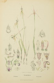 Caladenia Dilatata, Patersoni