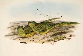 Pezoporus formosus. Ground Parrakeet.