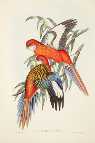 Platycercus ignitus. Fiery Parrakeet. Australian