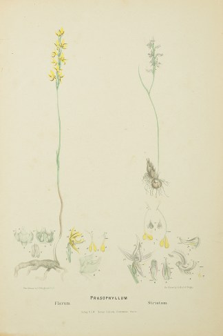Prasophyllum Flavum [Yellow leek orchid]… Australian - Fitzgerald Orchids