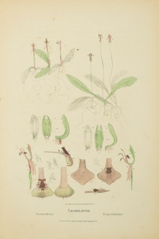 Chiloglottis Formicifera [Ant Orchid]. C… Australian - Fitzgerald Orchids