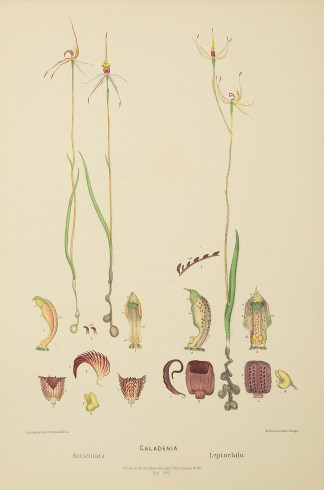 Caladenia Reticulata [veined spider orch… Australian - Fitzgerald Orchids