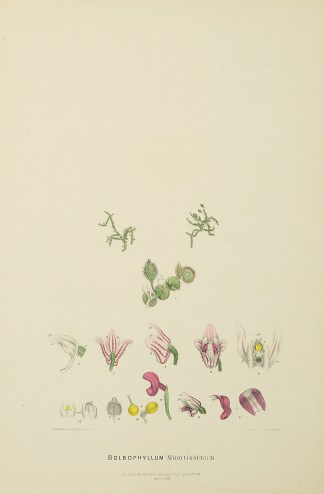 Bolbophyllum Minutissimum [Now Oncophyll… Australian - Fitzgerald Orchids