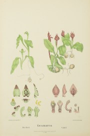 Chiloglottis Muelleri [Now Chiloglottis cornuta] [green bird orchid] Chiloglottis Gunii [Now Chiloglottis valida] [Alpine Bird-Orchid]