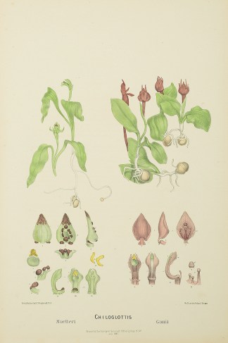 Chiloglottis Muelleri [Now Chiloglottis … Australian - Fitzgerald Orchids