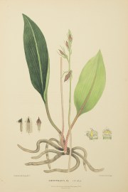 Cryptostylis ovata [slipper orchid]