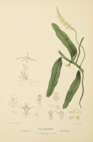 Cleisostoma Beckleri [Now Papillilabium … Australian - Fitzgerald Orchids