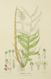 Coelandria Smilliae [Bottle Brush Orchid]