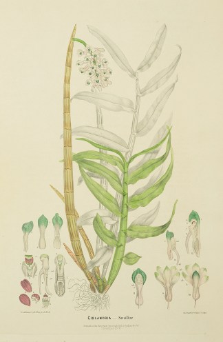 Coelandria Smilliae [Bottle Brush Orchid… Australian - Fitzgerald Orchids