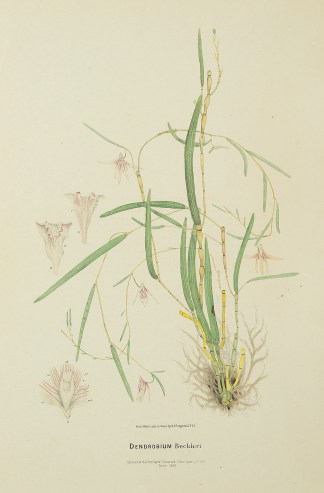 Dendrobium Beckleri [Now Dendrobium scho… Australian - Fitzgerald Orchids