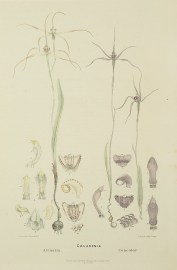 Caladenia Arenaria [Sand-hill spider orchid] Caladenia Concolor [Crimson Spider Orchid]