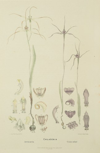 Caladenia Arenaria [Sand-hill spider orc… Australian - Fitzgerald Orchids