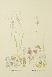 Caladenia filamentosa [Daddy Long-legs] Acianthus Caudatus [Mayfly Orchid]