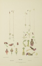 Drakaea Glyptodon [King in His Carriage]. Drakaea Elastica