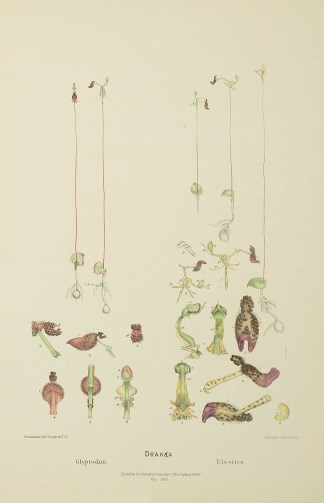 Drakaea Glyptodon [King in His Carriage]… Australian - Fitzgerald Orchids