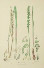 Prasophyllum Elatum [Tall Leek Orchid]. Prasophyllum Australe [Leek or Austral Leek Orchid]