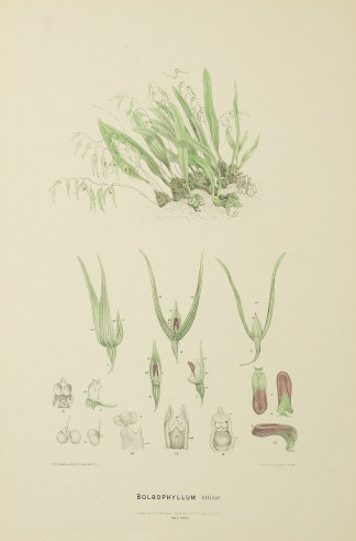 Bolbophyllum Ellisae [Elisa’s Bulb… Australian - Fitzgerald Orchids