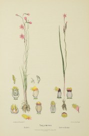 Thelymitra Rubra [salmon sun orchid] Thelymitra Luteocilium [Now Thelymitra antennifera] [rabbit-eared sun orchid]