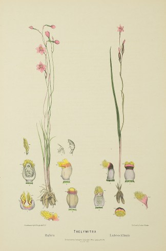 Thelymitra Rubra [salmon sun orchid] The… Australian - Fitzgerald Orchids