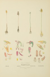 Prasophyllum densum [Now Corunastylis densa] [dense midge orchid], Prasophyllum ansatum [Now Genoplesium nudiscapum] [bare midge orchid], Prasophyllum transversum [Genoplesium nudum] [ [tiny midge orchid], Prasophyllum longisepalum [Now Genoplesium nudisc