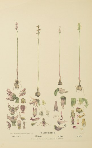 Prasophyllum intricatum [Now Genoplesium… Australian - Fitzgerald Orchids