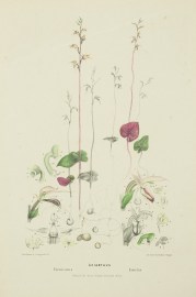 Acianthus Fornicatus / Exertus