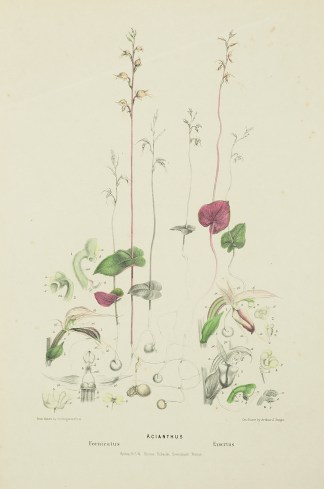 Acianthus Fornicatus / Exertus Australian - Fitzgerald Orchids
