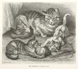 The Domestic Cat non-Australian The Domestic Cat