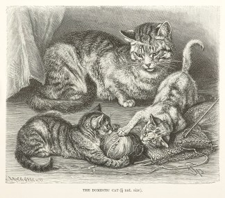 The Domestic Cat General / Global
