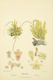 Oberonia Palmicola [Now Oberonia titania] [Soldiers crest orchid} Oberonia  Iridifolia [Now Oberonia complanata] [Yellow-flowered King of the Fairies]