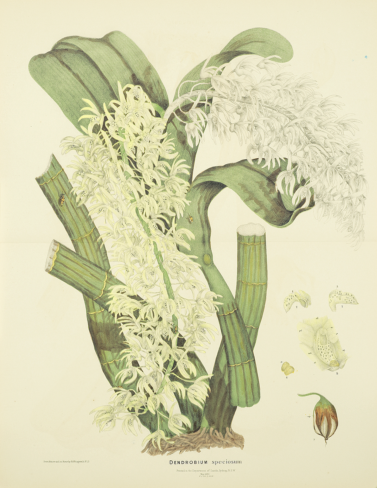 Dendrobium speciosum - Antique Print from 1880