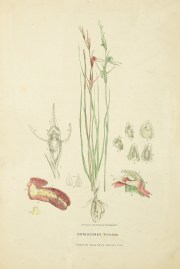 Orthoceras Strictum [Bird's-mouth orchid or Horned orchid]