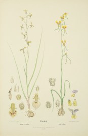 Diuris abbreviata, tricolor