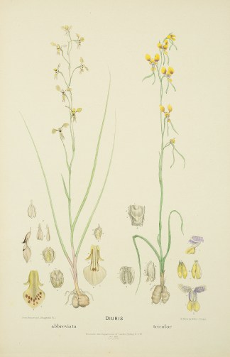 Diuris abbreviata, tricolor Australian - Fitzgerald Orchids