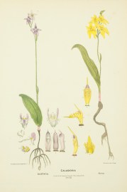 Caladenia latifolia, / flava