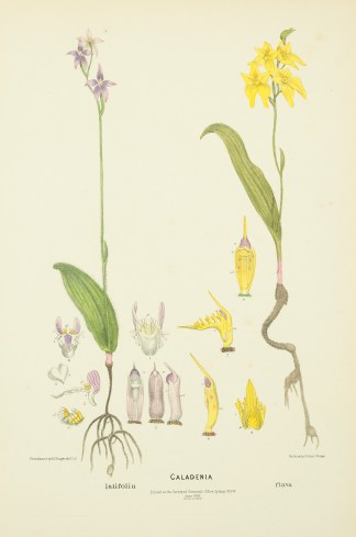 Caladenia latifolia, / flava Australian - Fitzgerald Orchids Caladenia latifolia, / flava Australian - Fitzgerald Orchids