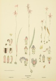 Caladenia congesta [black-tongue caladenia], Caladenia unita [pink fan orchid], Caladenia reptans [little pink fan orchid]