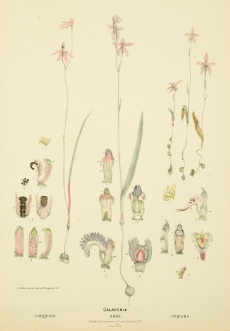 Caladenia congesta [black-tongue caladen… Australian - Fitzgerald Orchids