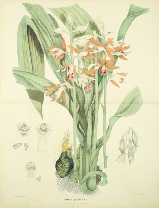 [DOUBLE SIZE] Phajus grandifolius Australian - Fitzgerald Orchids
