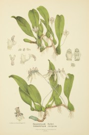 Bolbophyllum Baileyi [Bulbophyllum baileyi],[fly orchid],  Cirrhopetalum clavigerum [Pale Umbrella Orchid]