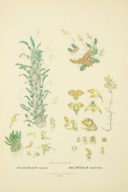 Bolbophyllum exiguum [Bulbophyllum exiguum]  Adelopetalum bracteatum [Bulbophyllum bracteatum]