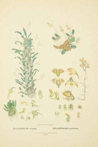 Bolbophyllum exiguum [Bulbophyllum exigu… Australian - Fitzgerald Orchids